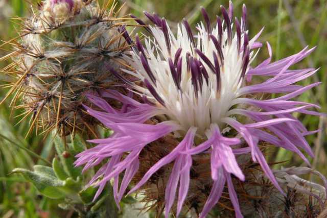In Salento scoperta una nuova specie botanica: � il "fiordaliso di Punta Pizzo"